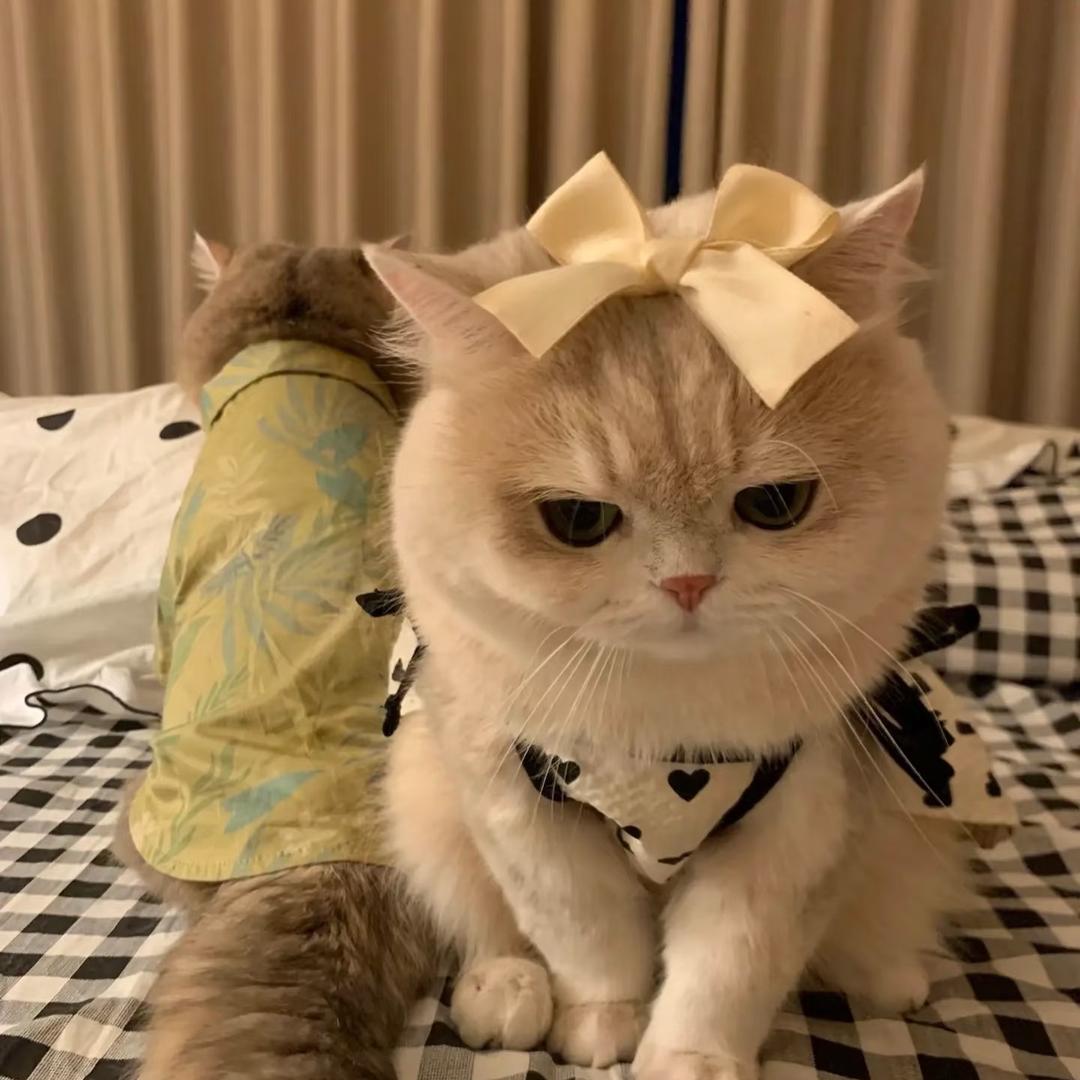 小小的月白生气了