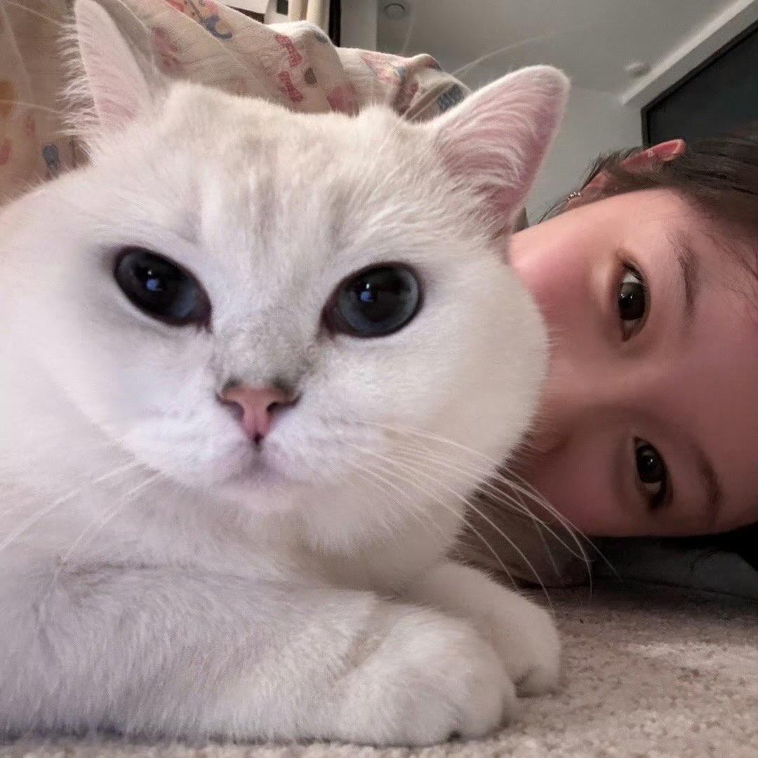 一颗凌乱的猪头