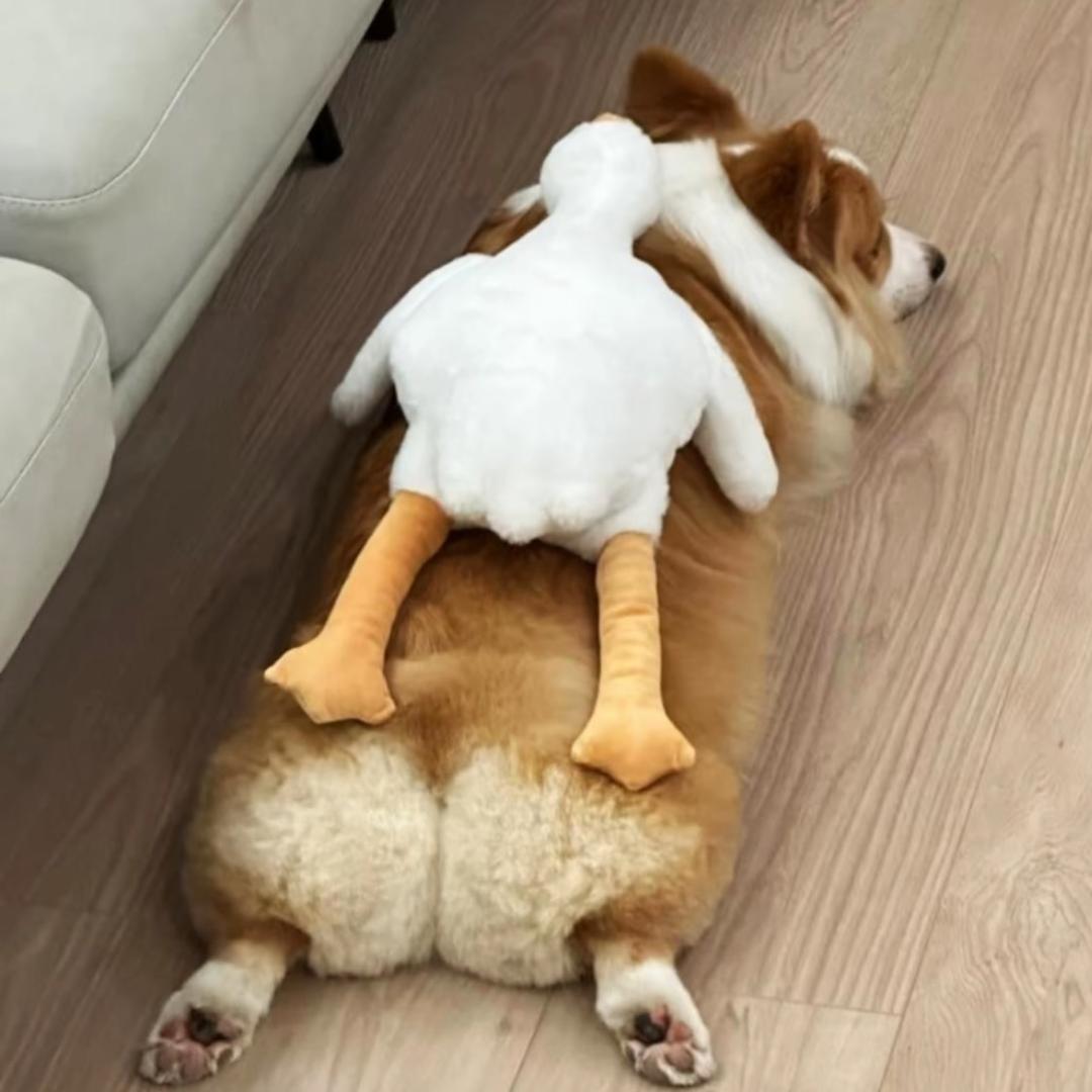 ¥