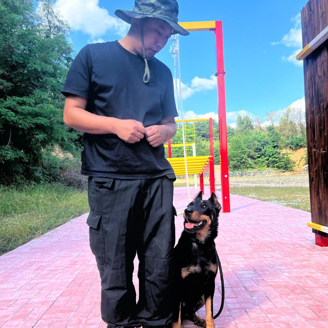 法国狼犬军警犬繁育培训基地