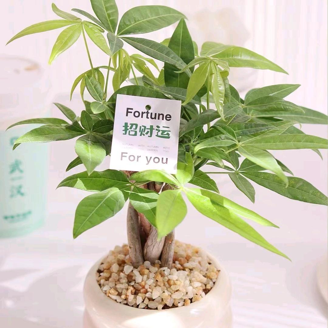 小尹的绿植世界