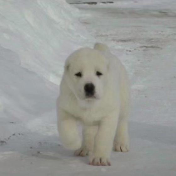 中亚牧羊犬
