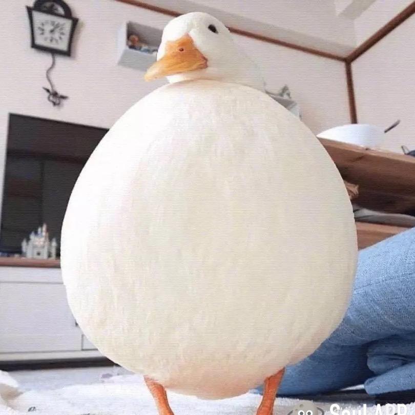 逃跑的橙子🍊🏸