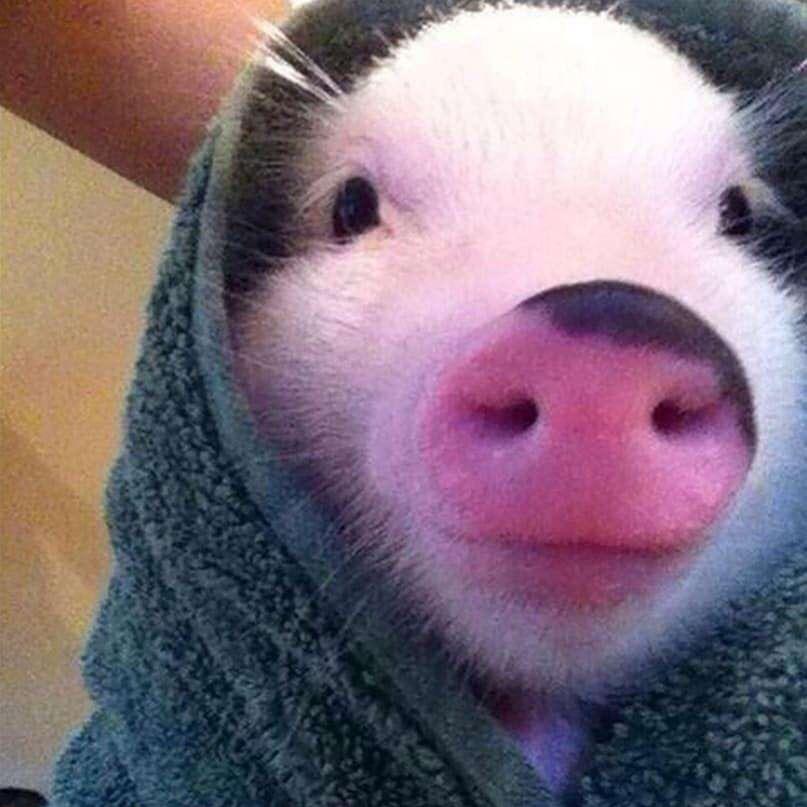 给我一桶🐷饲料