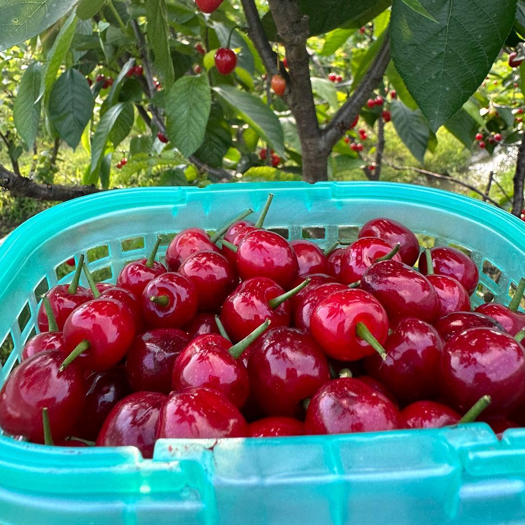 松山樱桃🍒采摘园