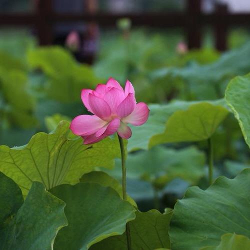 @老朱说草