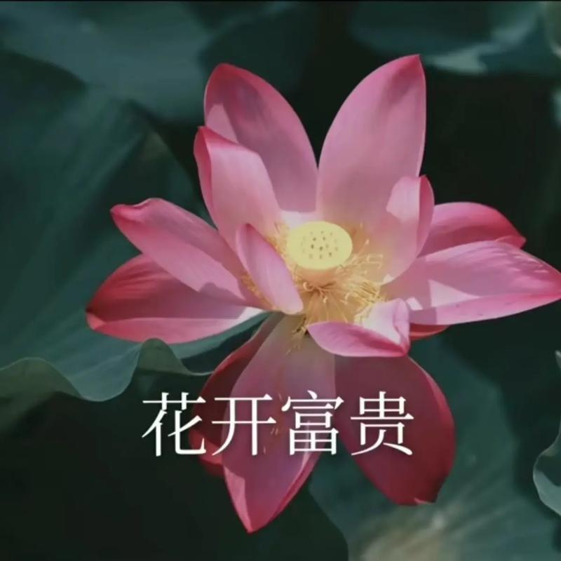 花花就上班