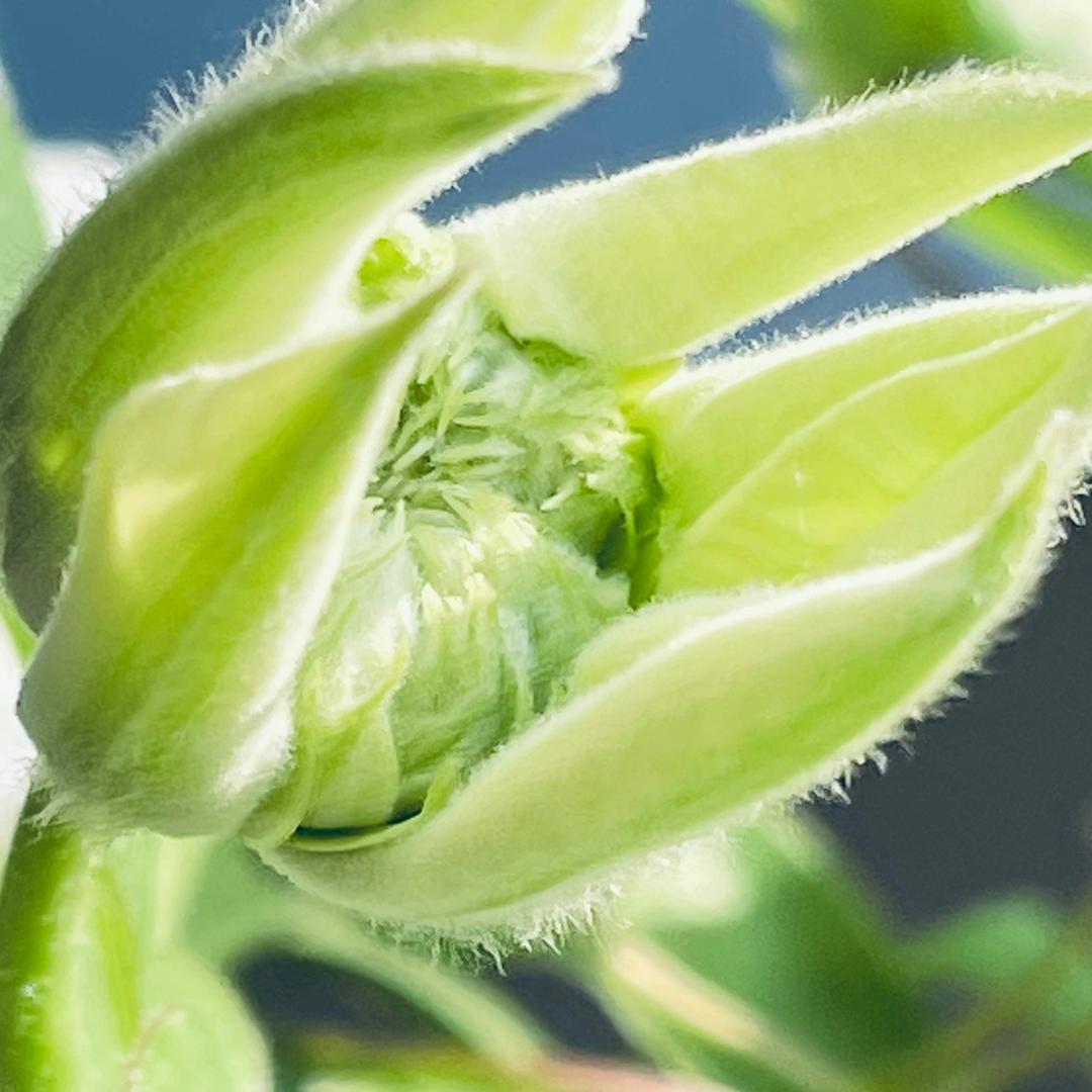 夕颜若雪终成忆💎