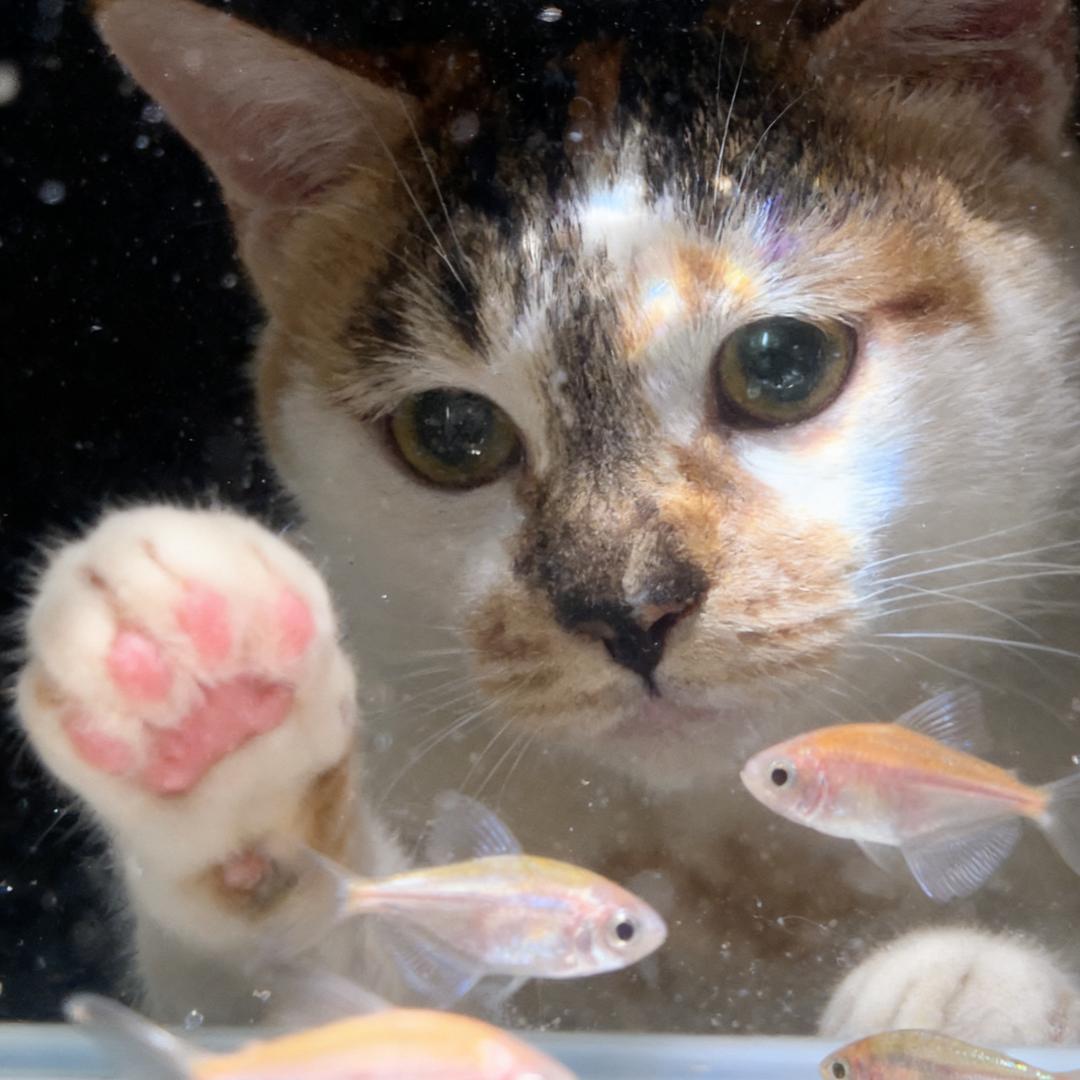 角落的猫