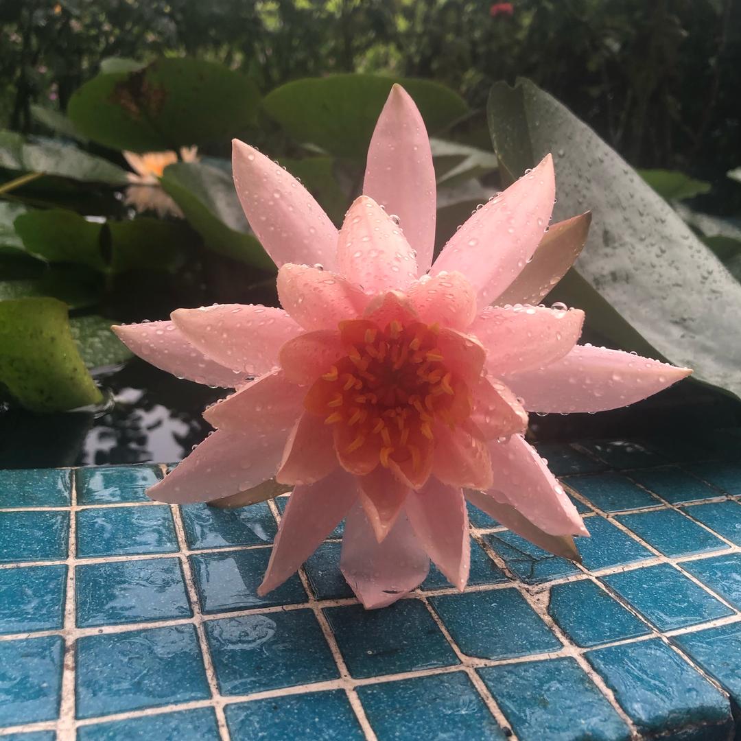 细