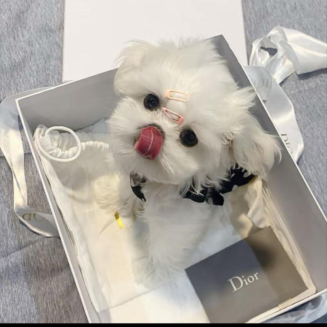 瑞桐照耀犬业🐾—伊伊