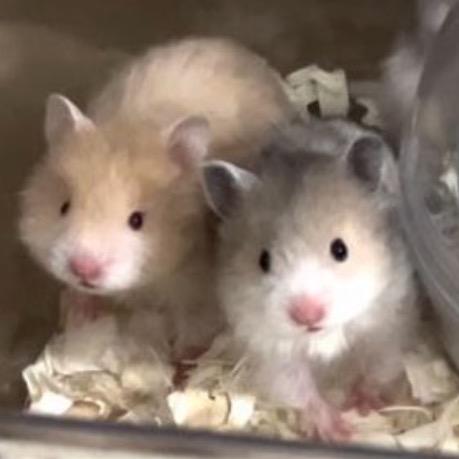 大锤dei小熊（出熊