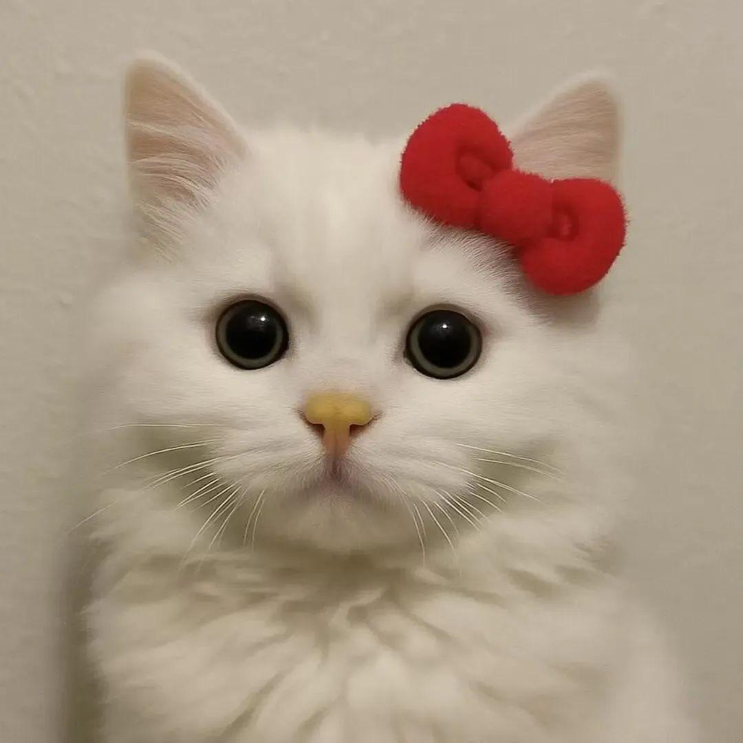 TT不在线