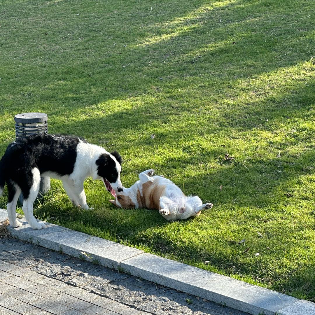 奥利奥&果冻狗狗一家