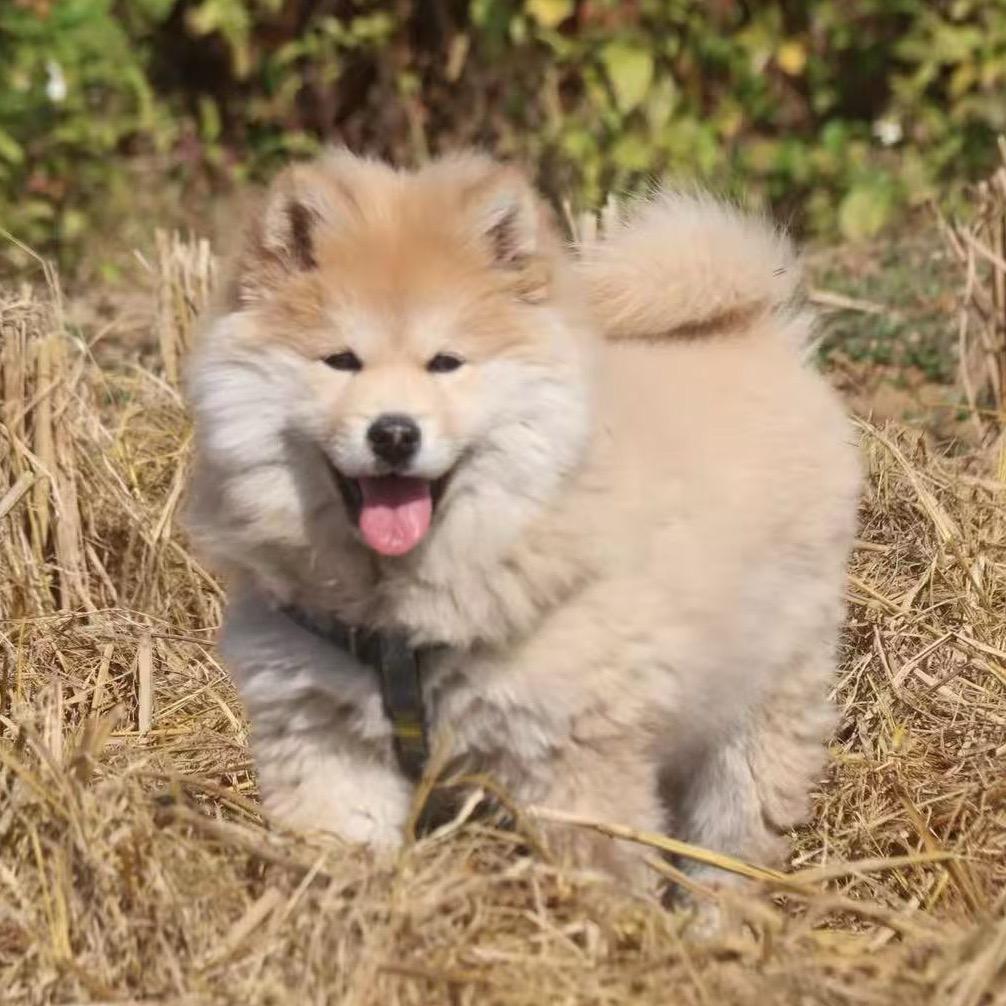 汪旺犬舍《黄狗白面》