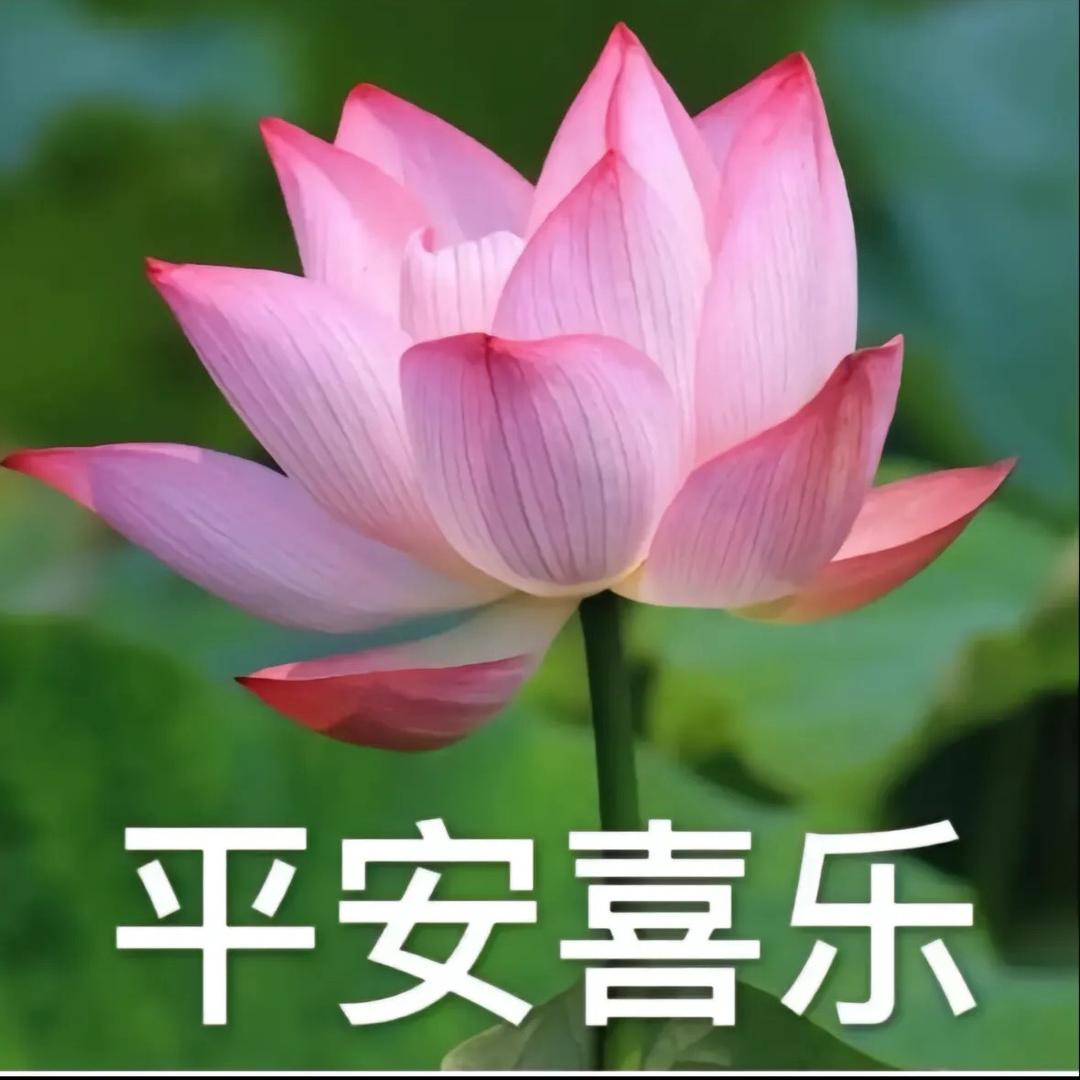 🪷沐子🪷