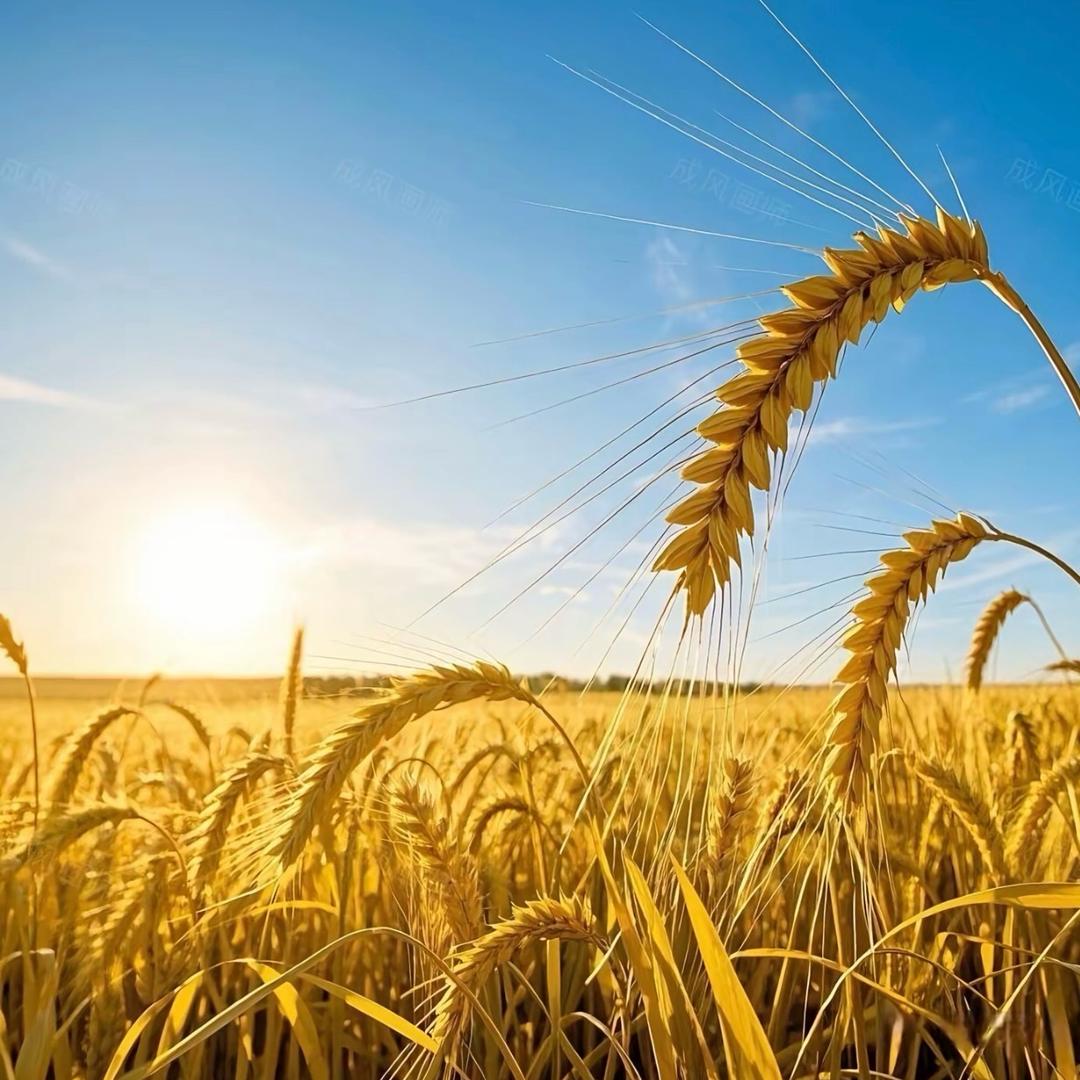 延庆（脚踏实地）178