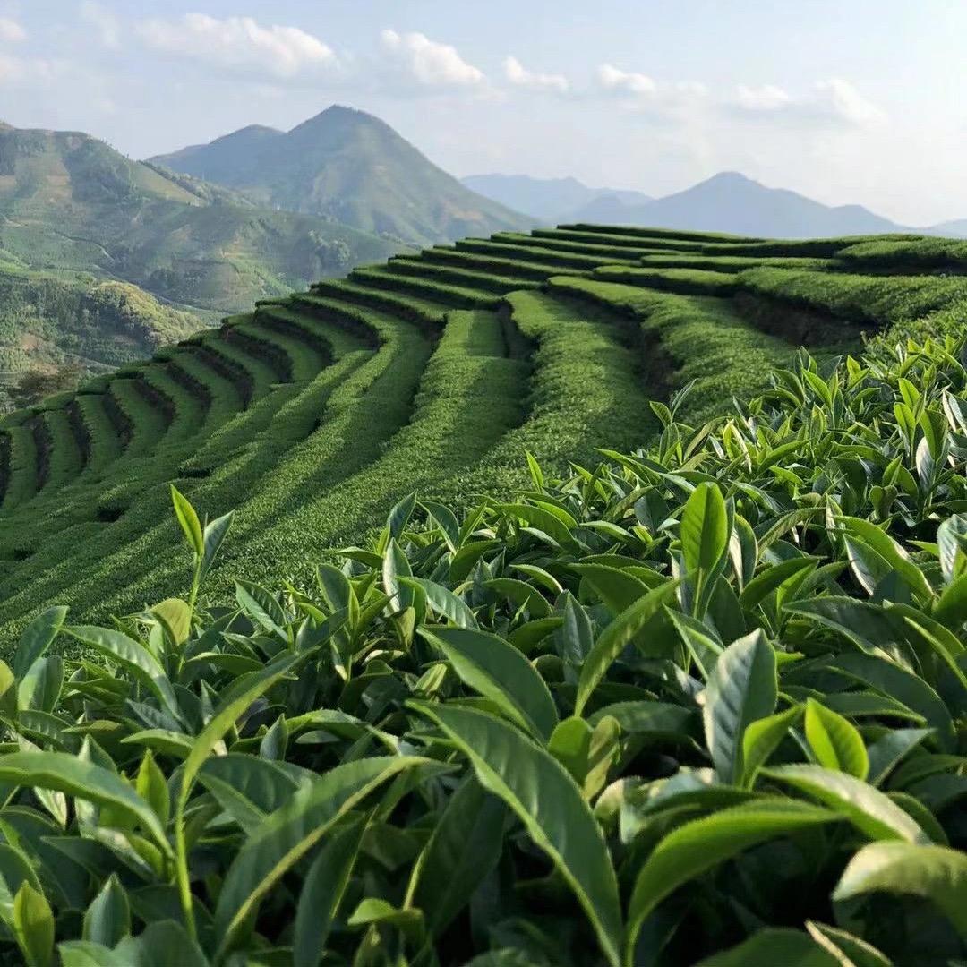 州衡育锋茶叶店
