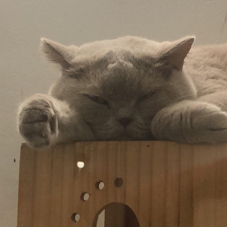 鱼小文