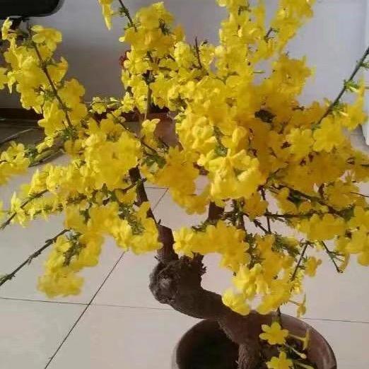 青州市美佳莹花卉销售园