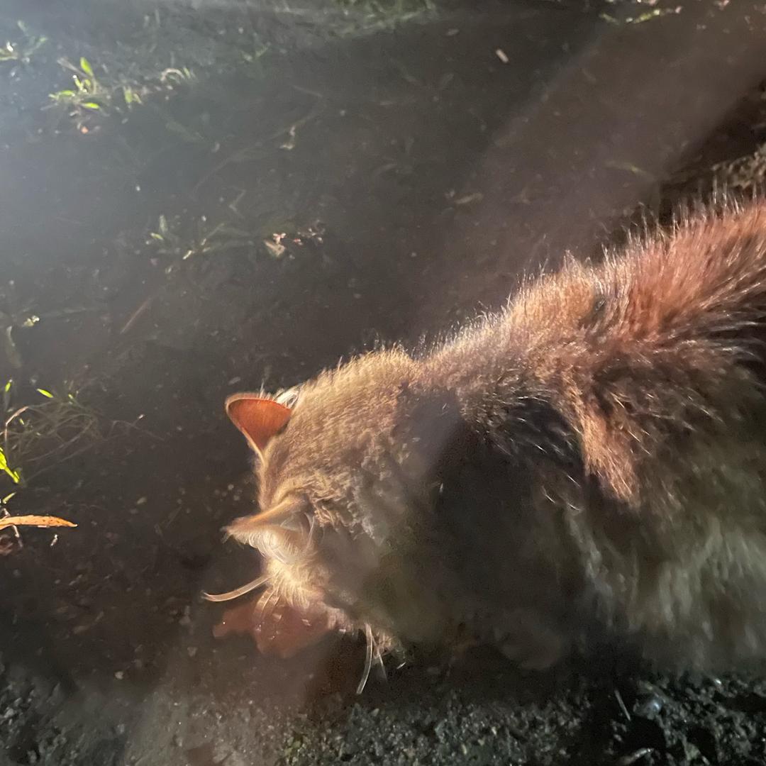 泡泡在白俄（新思绪）