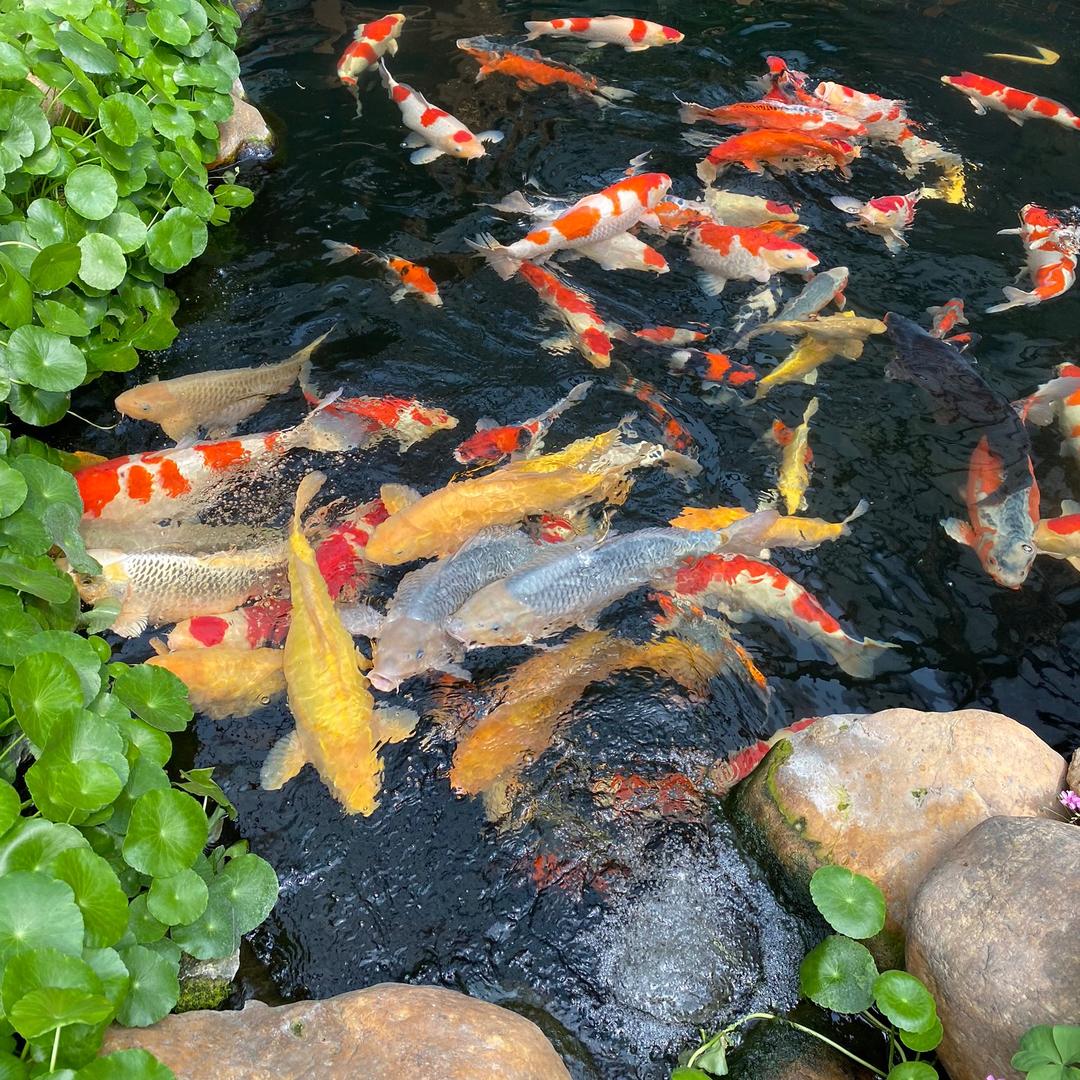 锦溪润锦鲤鱼池过滤器