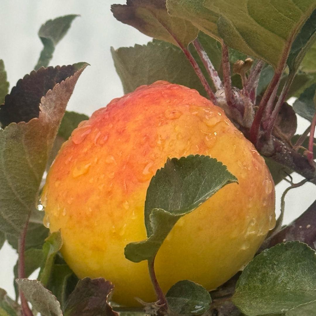 小陈家的苹果🍏