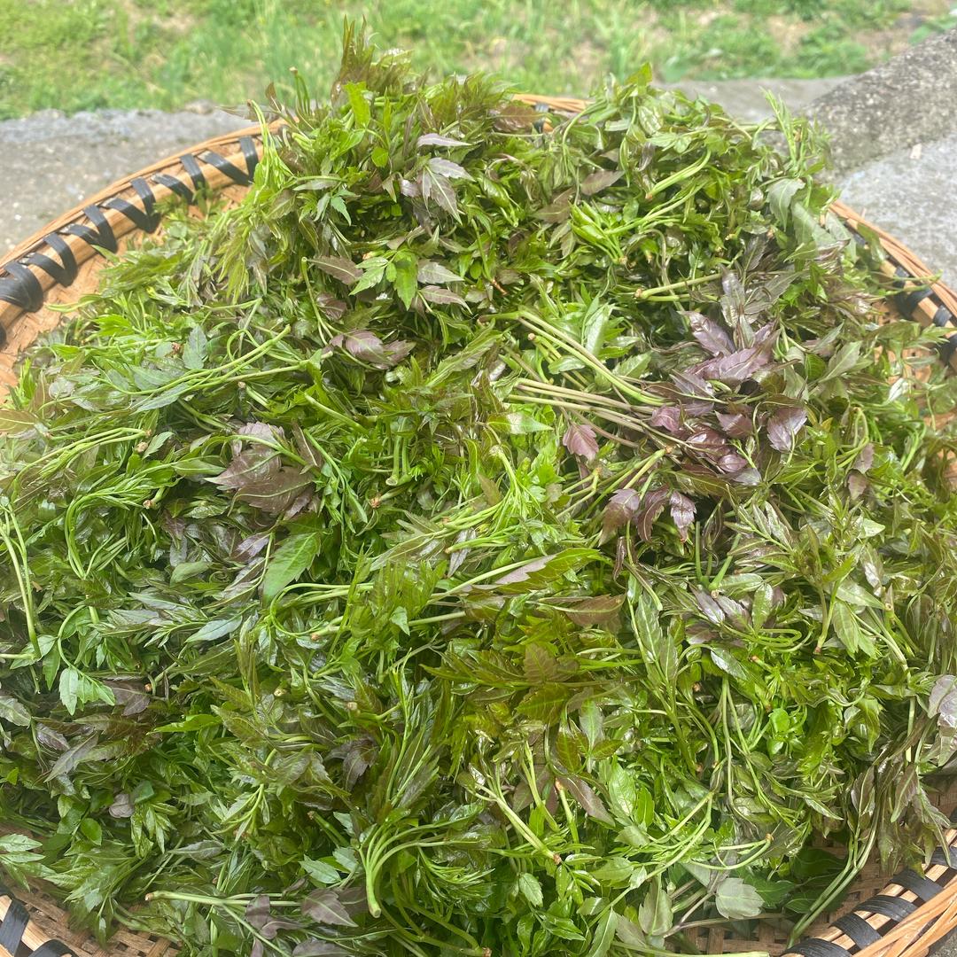 野生藤茶