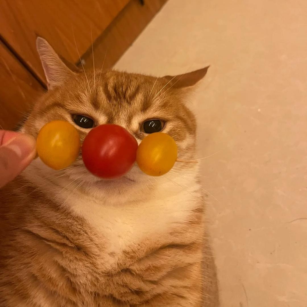 沃歌