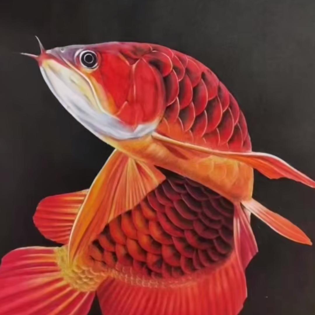 阿辉仔水产调运