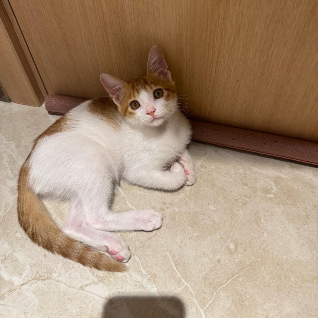 🐱小美的妹妹珍珠