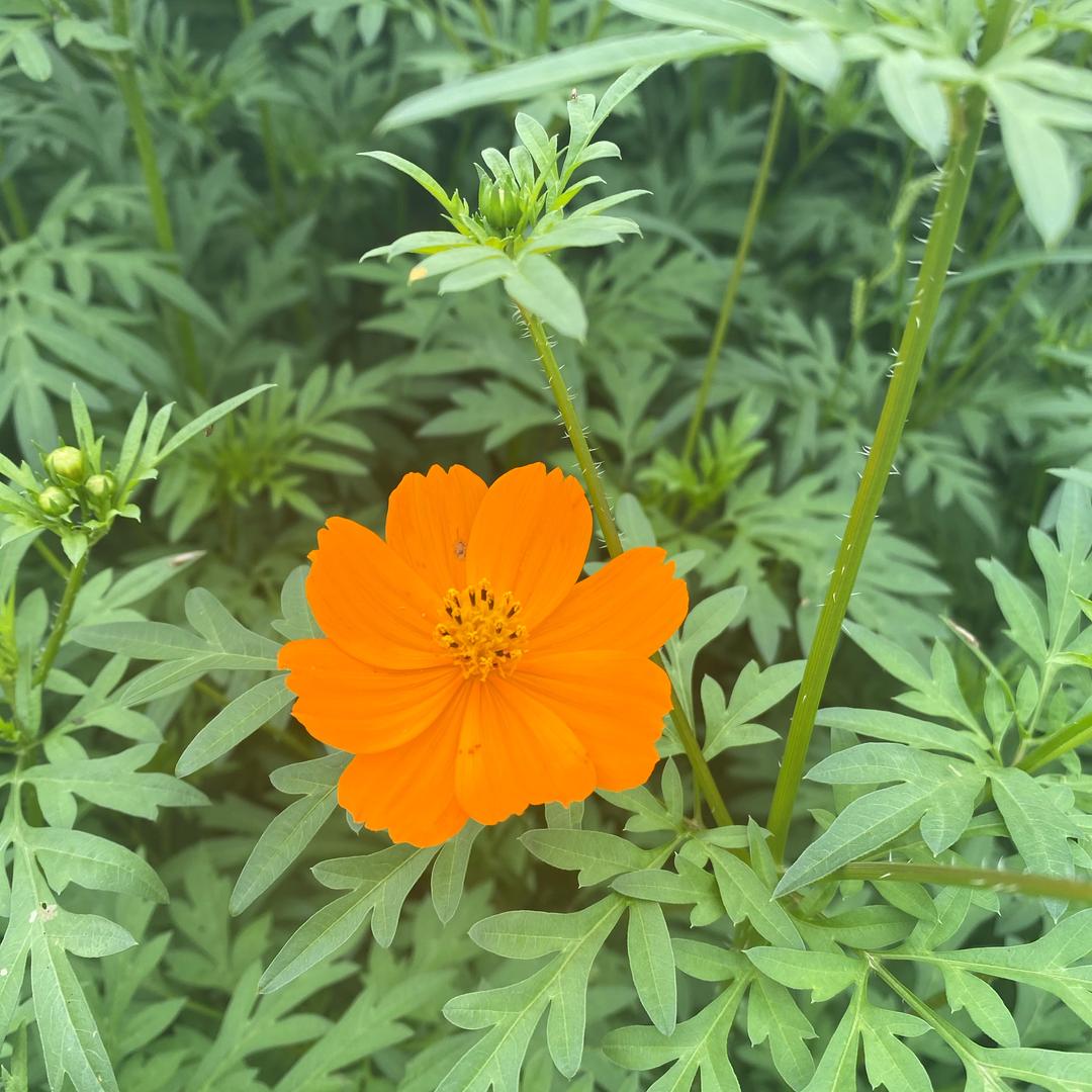 富贵牡丹花
