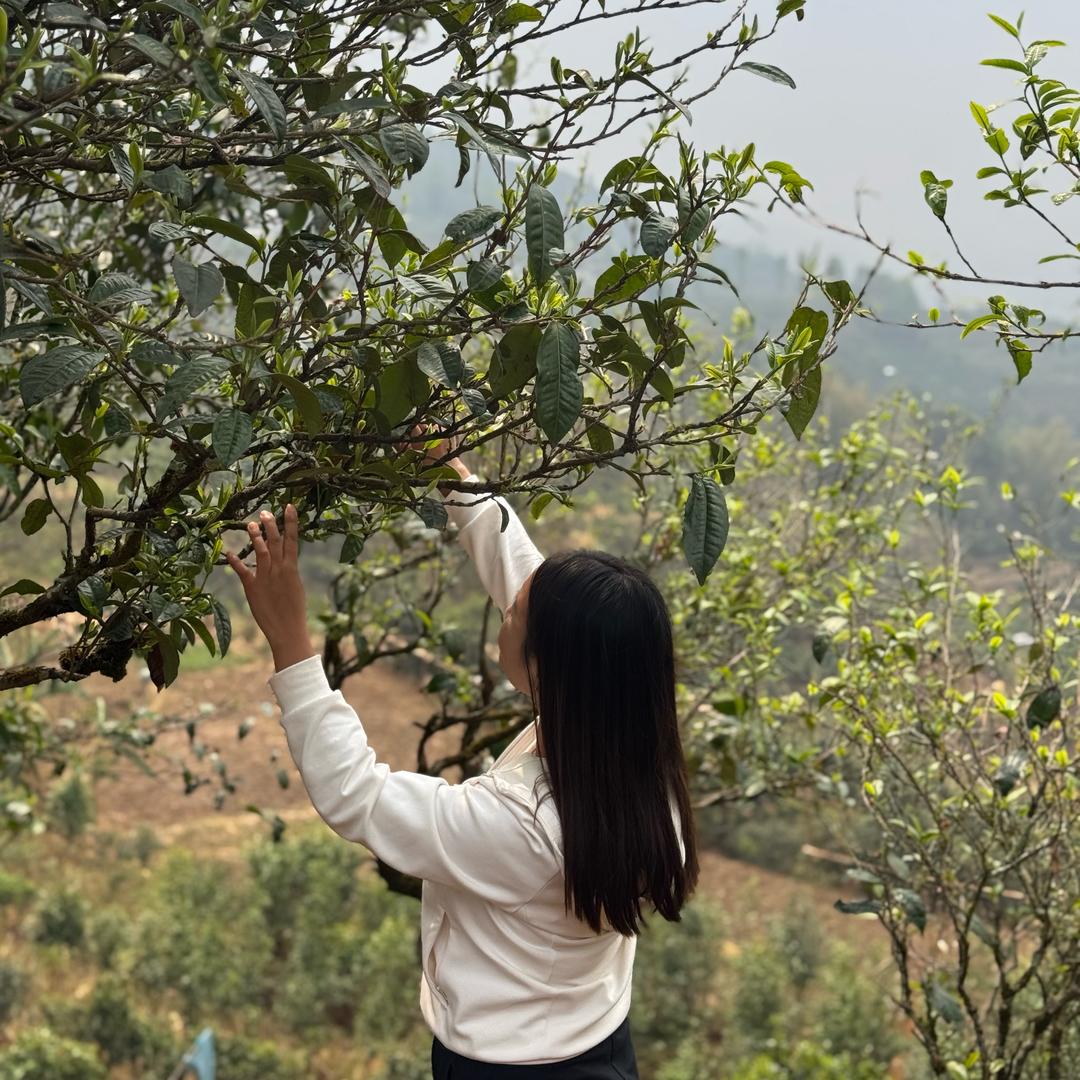 张应盈双江勐库茶香小铺