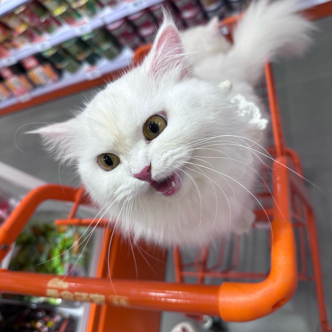 泡芙家的猫猫
