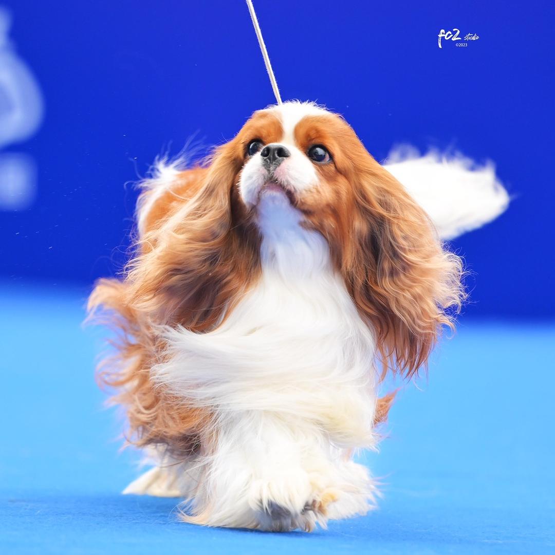 骑士查理王小猎犬(骑士帝国犬舍)