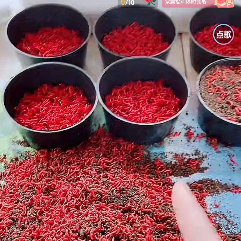 丽姐红虫批发严选