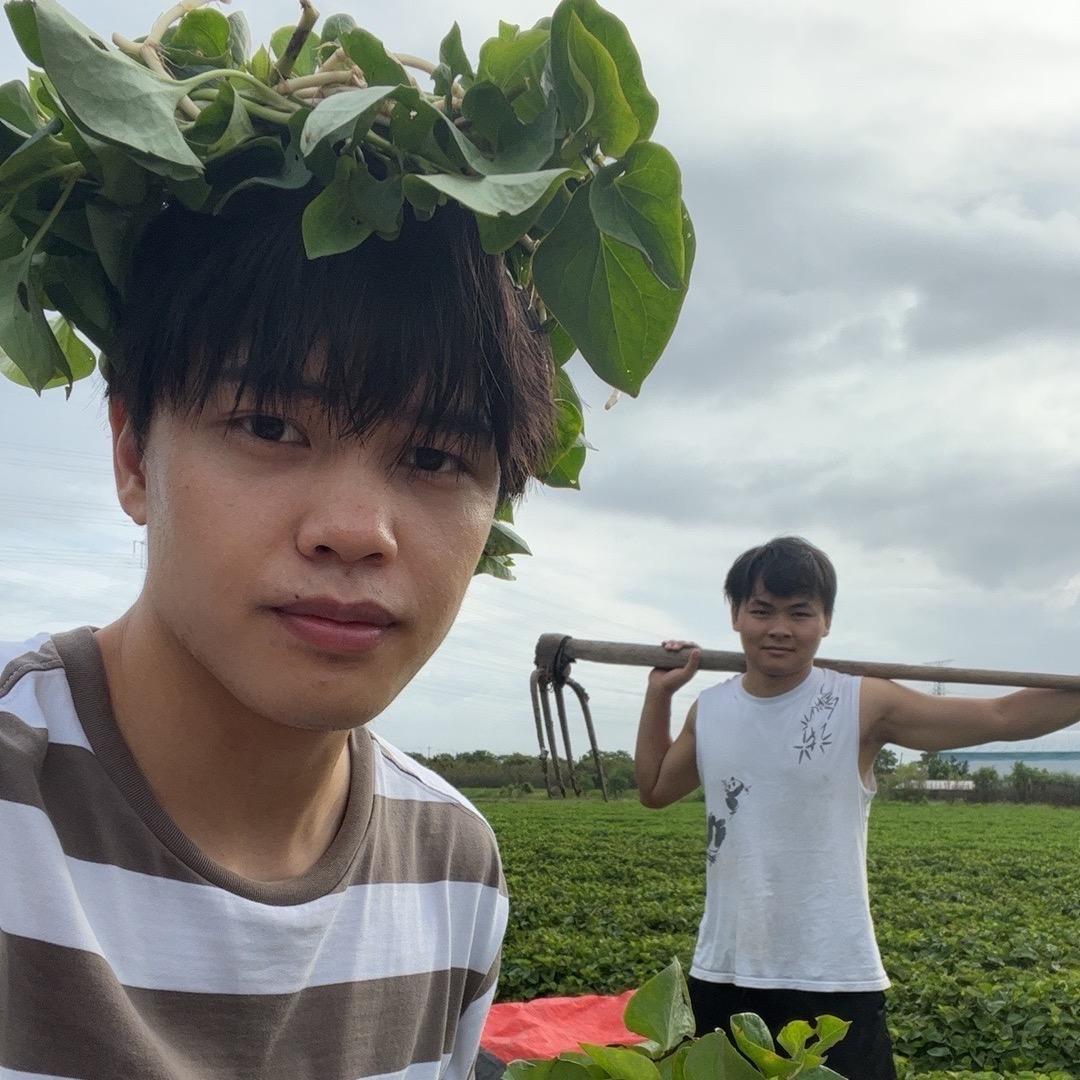 折耳根种植户小管
