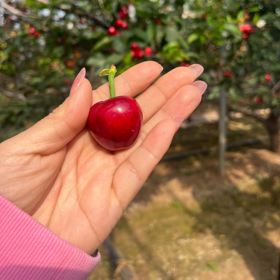 临朐山旺大樱桃供应链