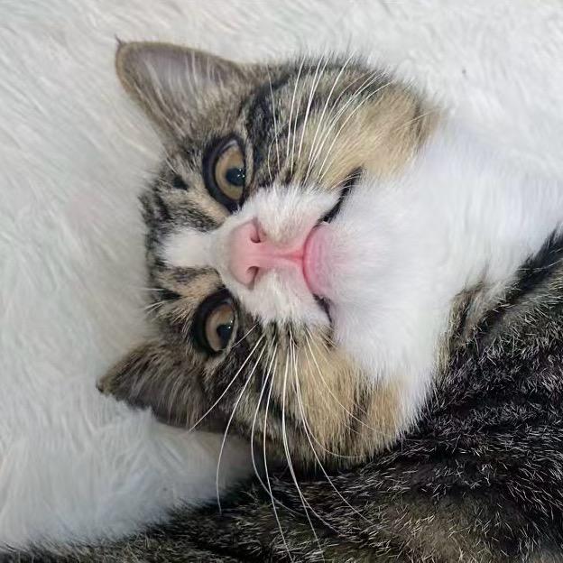 家有猫咪