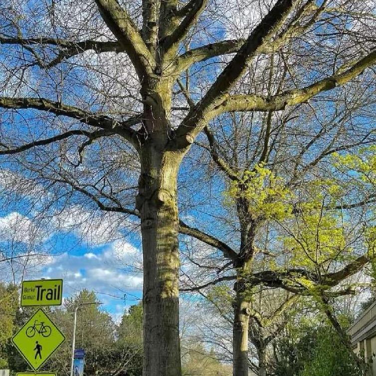 从梦里见到银河