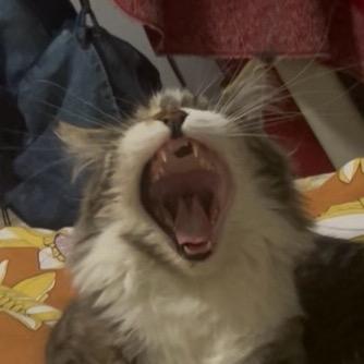 闪亮银色大带鱼