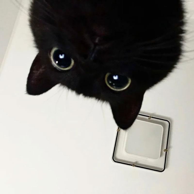 一只会飞的鱼🐟