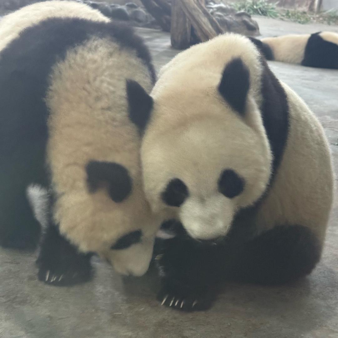 云朵偷喝了我放在屋顶的酒