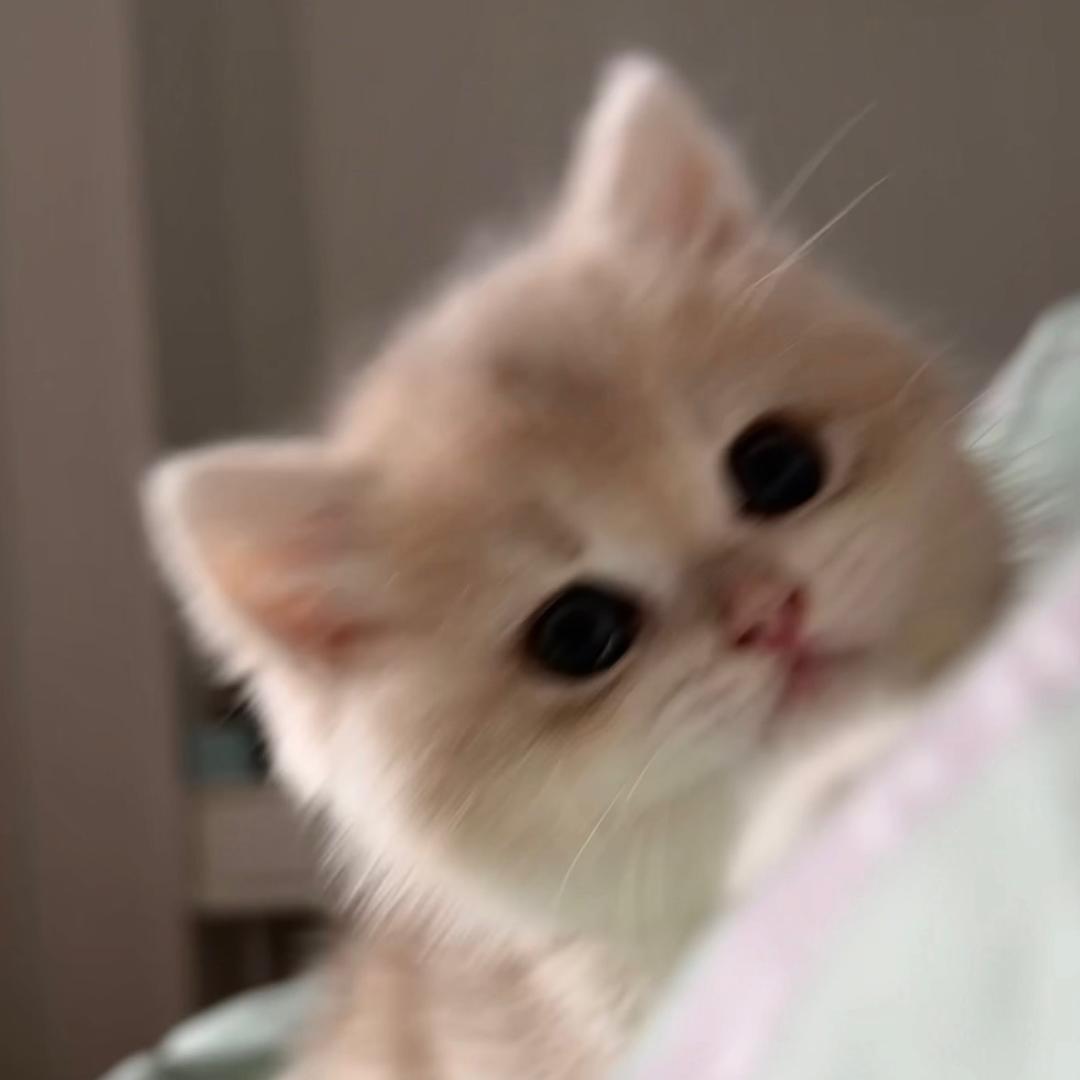 旺财和来福