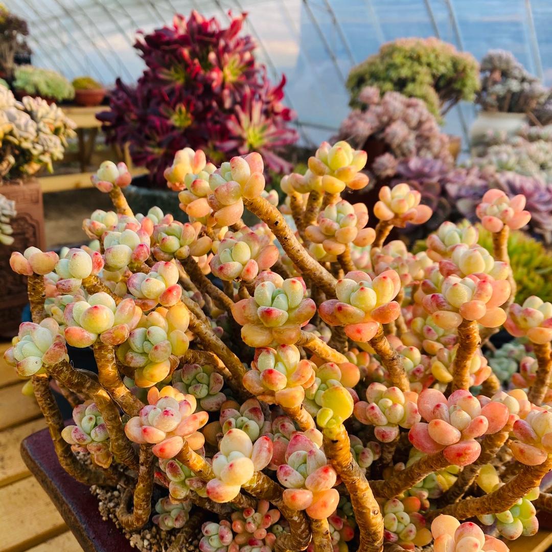 定州多肉批发1（招主播）