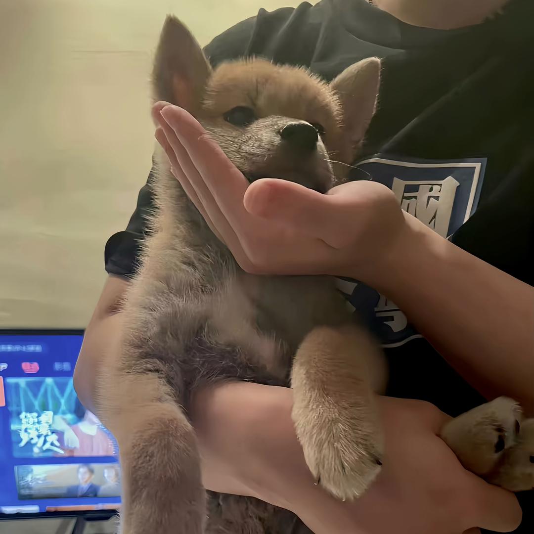 头大爱哭小豆包