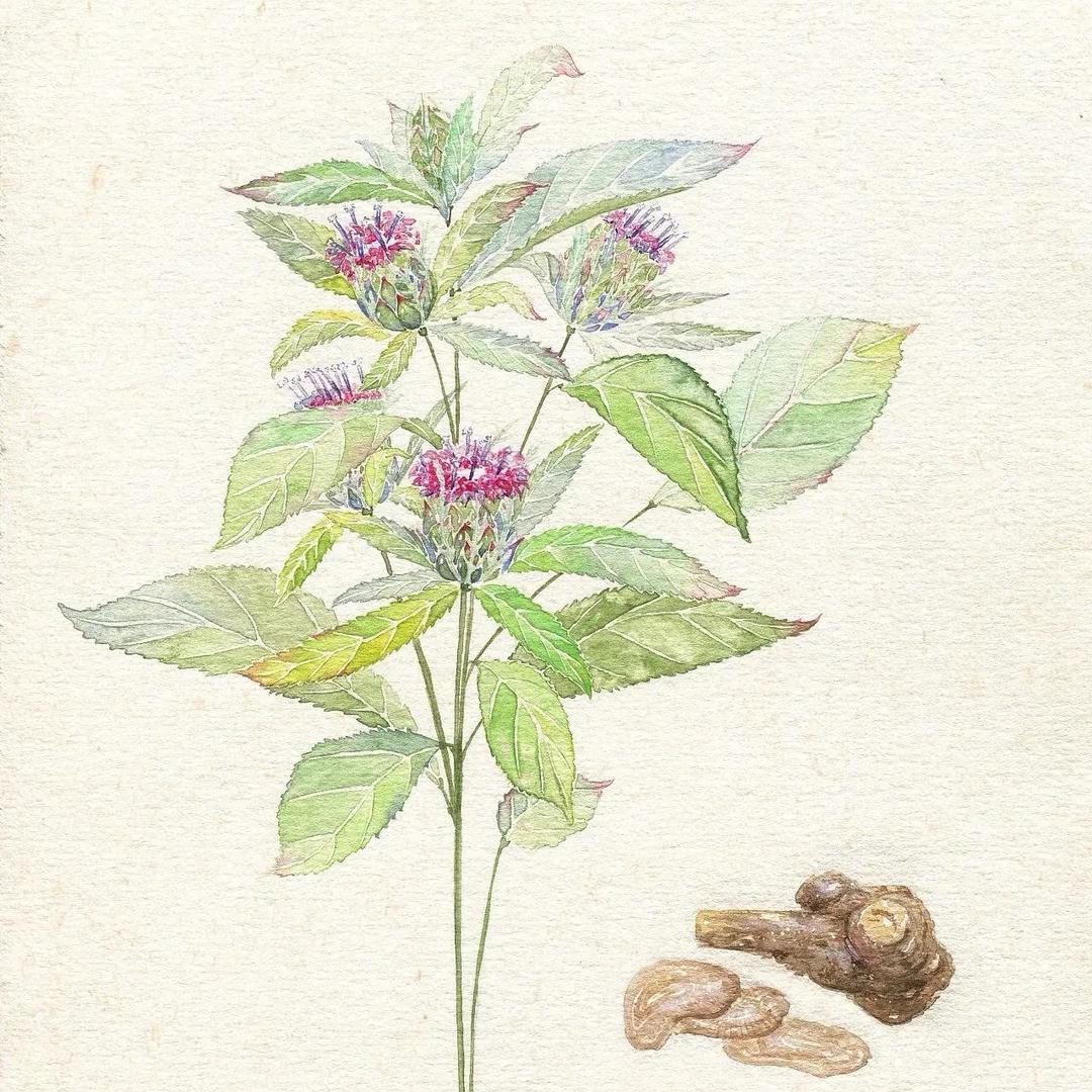 中yi传承科普知识