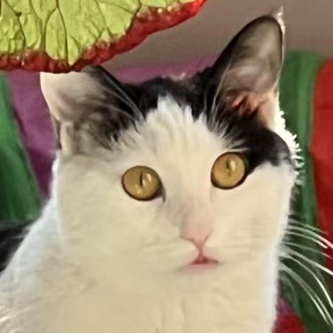 不理不理左卫门