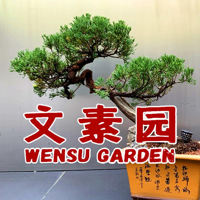 文素园微盆景