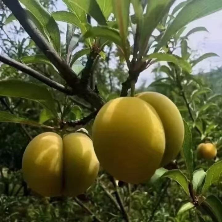 蜂糖李自由